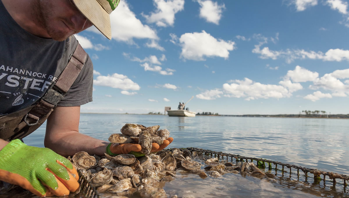 Oyster Worker at Rappahannock River Oyster Company