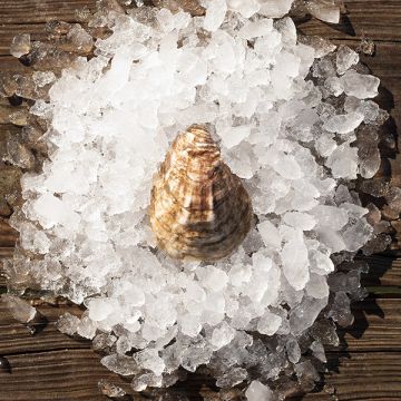 Olde Salt Oysters™ (briny)