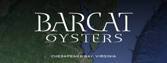 Barcat Oysters, Chesapeake Bay, Virginia